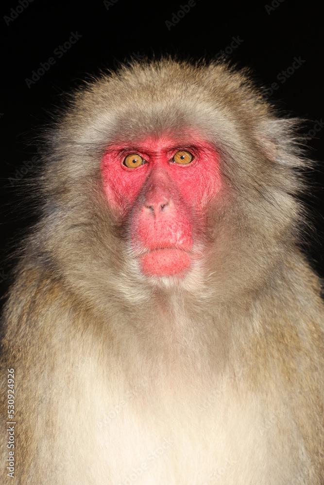 Japanese macaque (Macaca fuscata), also known as the snow monkey Japanese macaque (Macaca fuscata), also known as the snow monkey