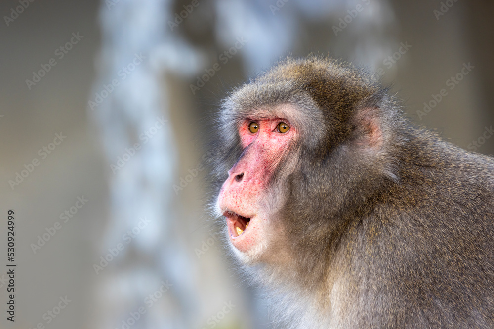 Japanese macaque (Macaca fuscata), also known as the snow monkey Japanese macaque (Macaca fuscata), also known as the snow monkey