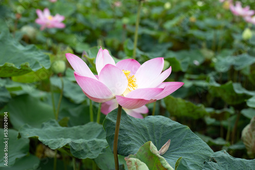 Pink lotus flower blooming in pond with green leaves