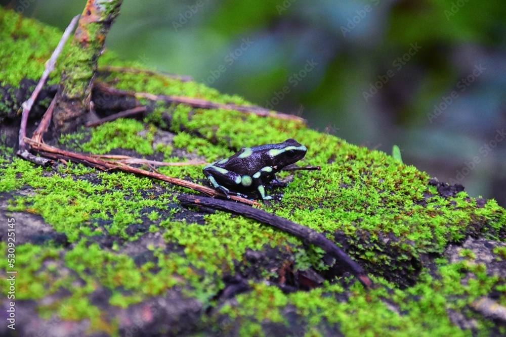 Green and Black Poison Dart Frog, dendrobates auratus, in the jungle rainforest, Adult, 2022 Costa Rica, Central America Green and Black Poison Dart Frog, dendrobates auratus, in the jungle rainforest, Adult, 2022 Costa Rica, Central America