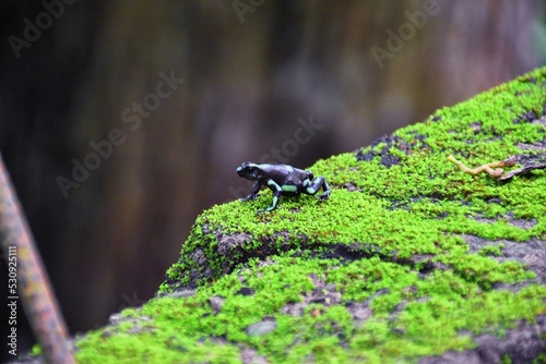 Green and Black Poison Dart Frog, dendrobates auratus, in the jungle rainforest, Adult, 2022 Costa Rica, Central America