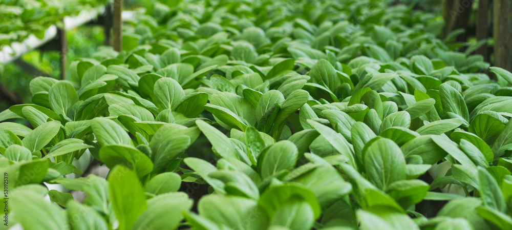 Obraz premium Mustard Pakcoy or Sawi Sendok in Hydroponic Farming. Photo with Blurred Background.