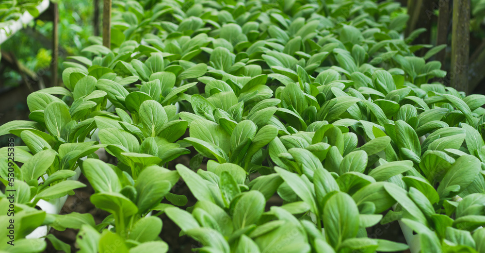 Mustard Pakcoy or Sawi Sendok in Hydroponic Farming. Photo with Blurred Background. Mustard Pakcoy or Sawi Sendok in Hydroponic Farming. Photo with Blurred Background.