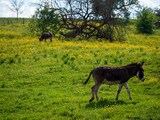 Junger Esel auf der Weide