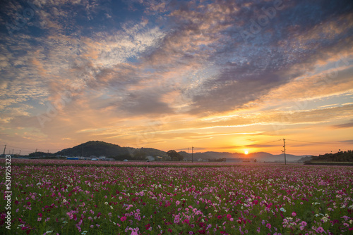 コスモス畑と朝焼け（大分県中津市三光村）