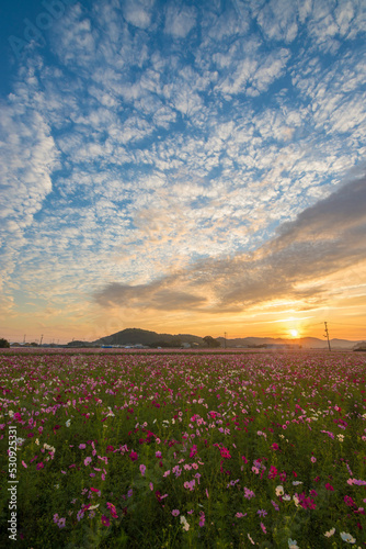 コスモス畑と朝焼け（大分県中津市三光村）