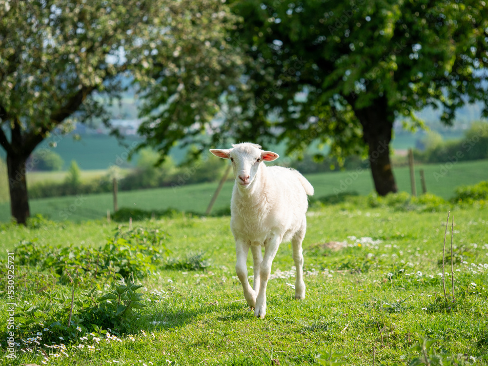 Obraz premium Schaf auf der Weide