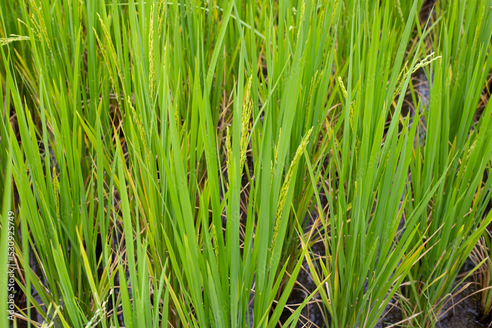 Rice plant in rice field. Rice plant in rice field.