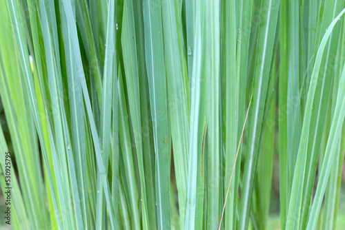 Lemongrass clump in the garden