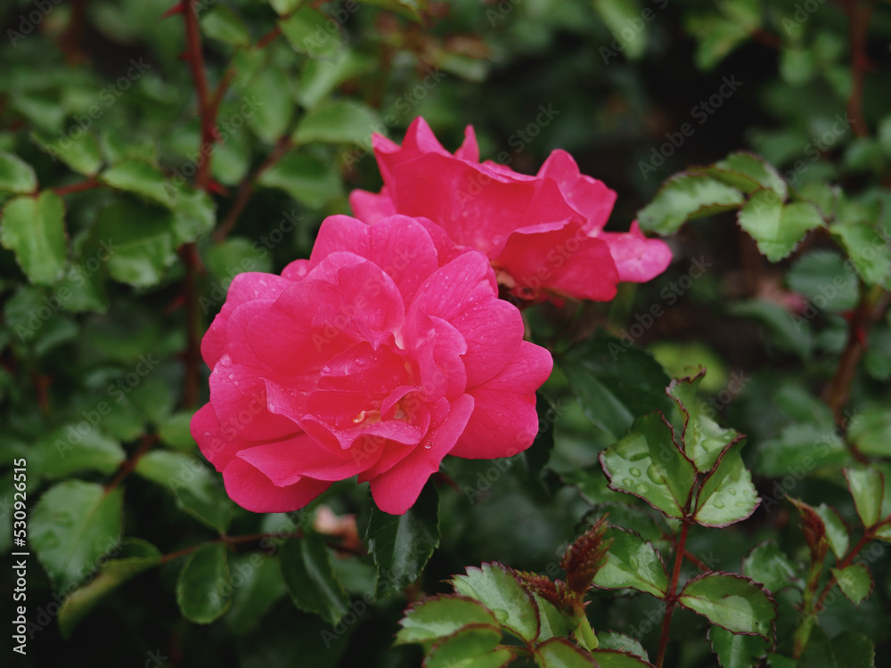 roses bright pink flowers after the rain drops of water roses bright pink flowers after the rain drops of water