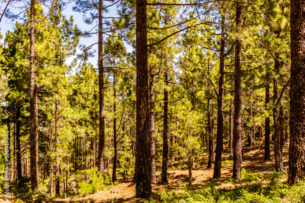 Pinus sp que pertenece a la familia Pinaceae, en la isla de Tenerife.