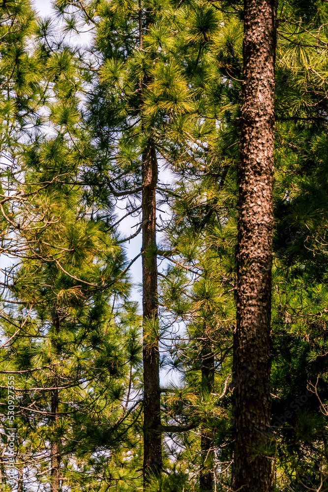 Fototapeta premium Pinus sp que pertenece a la familia Pinaceae, en la isla de Tenerife.