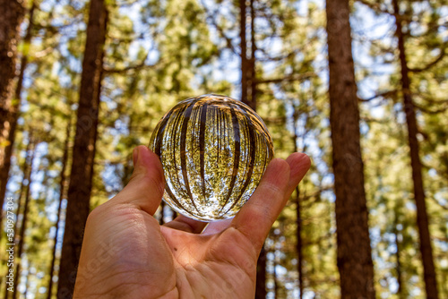 Fotografie Pinus sp que pertenece a la familia Pinaceae, reflejado en una lensball, en la isla de Tenerife