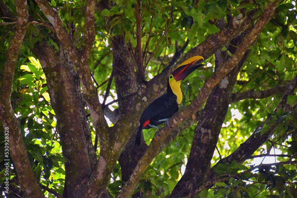 Fototapeta premium Toucan bird wild, Yellow-throated, Ramphastos ambiguus in the Costa Rica nature near Jaco. resting in tree on branch in tropical rainforest. Central America.