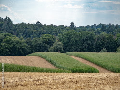 Stoppelfeld photo