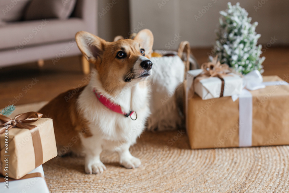 Cute corgi dog lies on a straw rug in the living room among Christmas gift boxes wrapped in white and brown kraft paper. Merry Christmas and Happy New Year