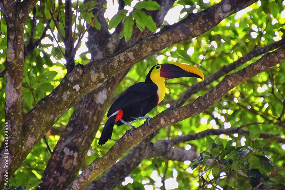 Fototapeta premium Toucan bird wild, Yellow-throated, Ramphastos ambiguus in the Costa Rica nature near Jaco. resting in tree on branch in tropical rainforest. Central America.