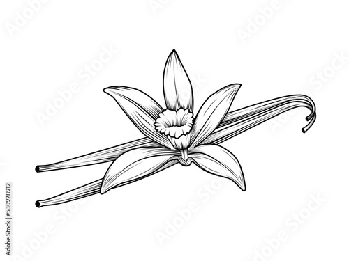 Vanilla flower sketch with dried vanilla stems. vintage style design. Isolated on a white background. vector illustration.