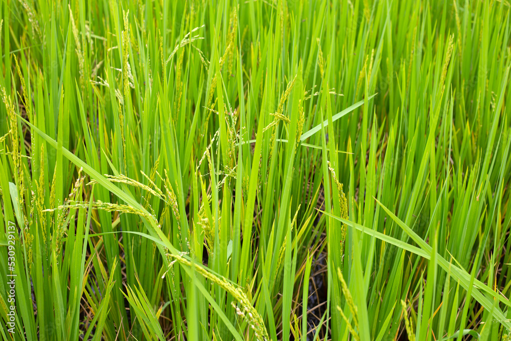 Rice plant in rice field.