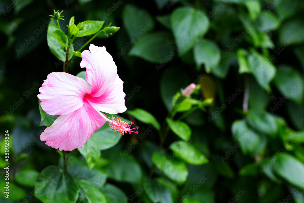 Blossom of pink hibiscus flower on tree Blossom of pink hibiscus flower on tree