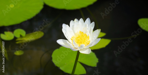 Nymphaea lotus flower with leaves, Beautiful blooming water lily