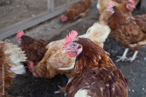 Hens in the chicken farm. Organic poultry house.