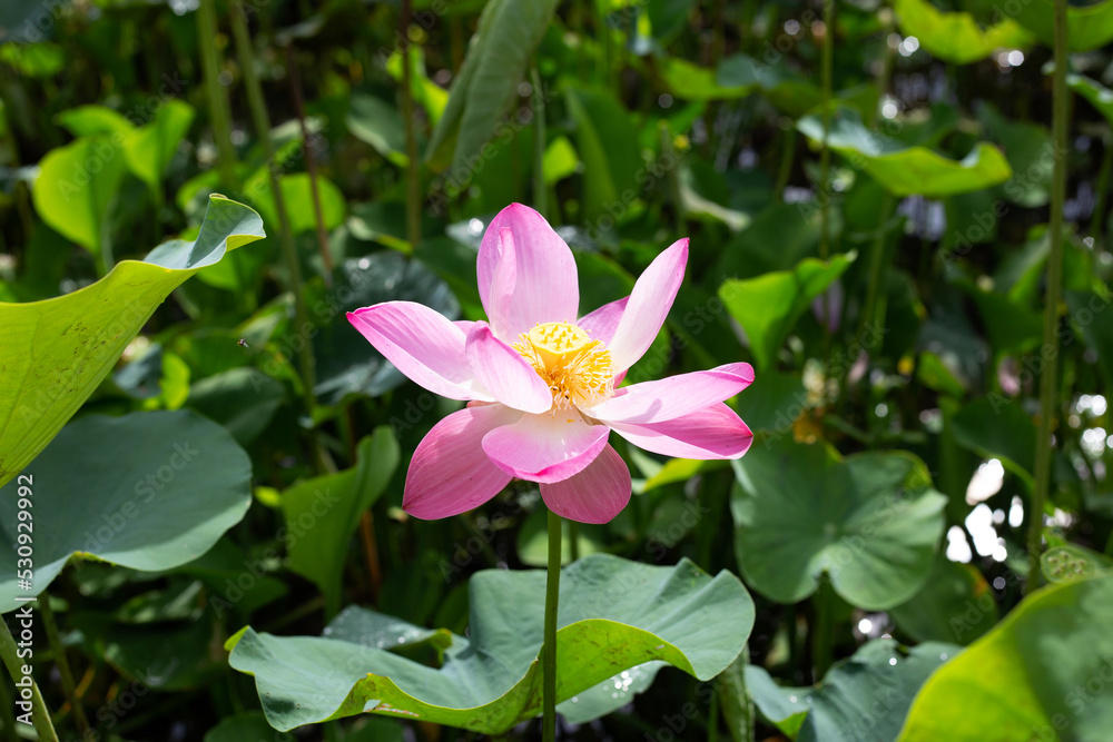 Pink lotus flower blooming in pond with green leaves Pink lotus flower blooming in pond with green leaves