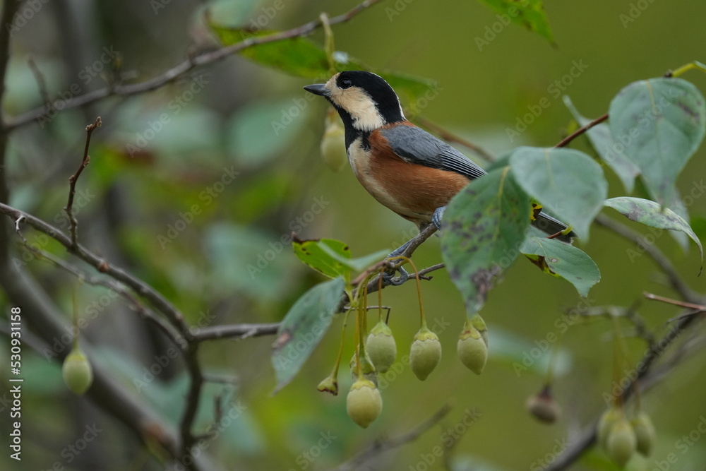 varied tit on a japanese snowbell branch varied tit on a japanese snowbell branch