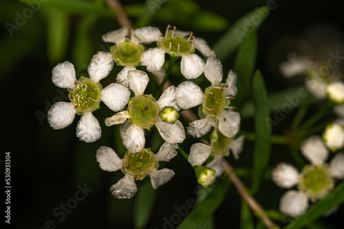 Flowers of Baeckea (Baeckea virgata) Plant photo