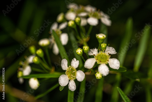 Flowers of Baeckea (Baeckea virgata) Plant photo