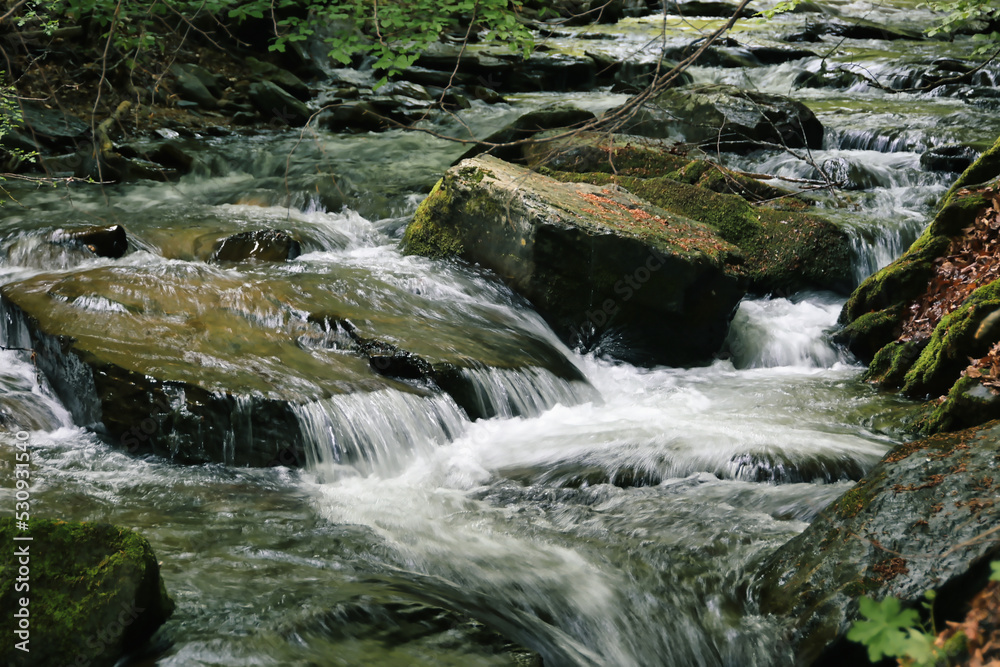 stream in the forest stream in the forest