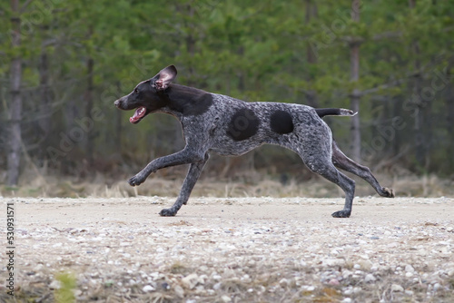 Active brown marble German Shorthaired Pointer dog with a docked tail running fast outdoors on a rural road in spring