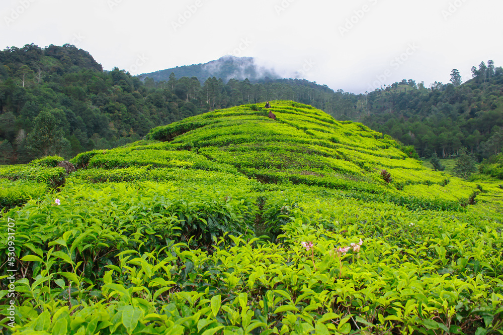 Fototapeta premium Tea Plantations in the Rain
