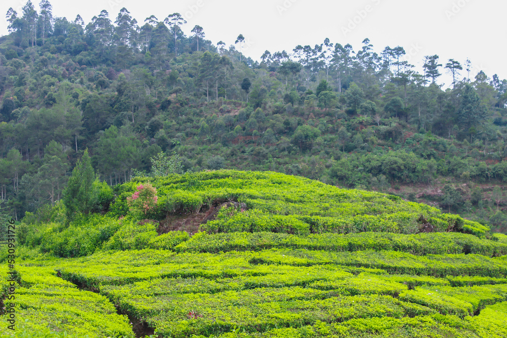 Tea Plantations in the Rain