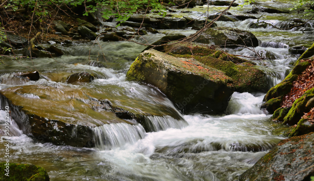stream in the forest stream in the forest