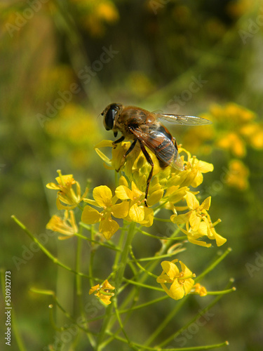 Close-up of a flower with a bee in warm yellows and greens