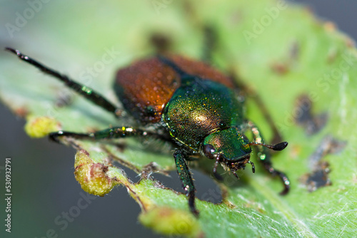 Selective focus on a Japanese beetle (Popillia Japonica) on a leaf