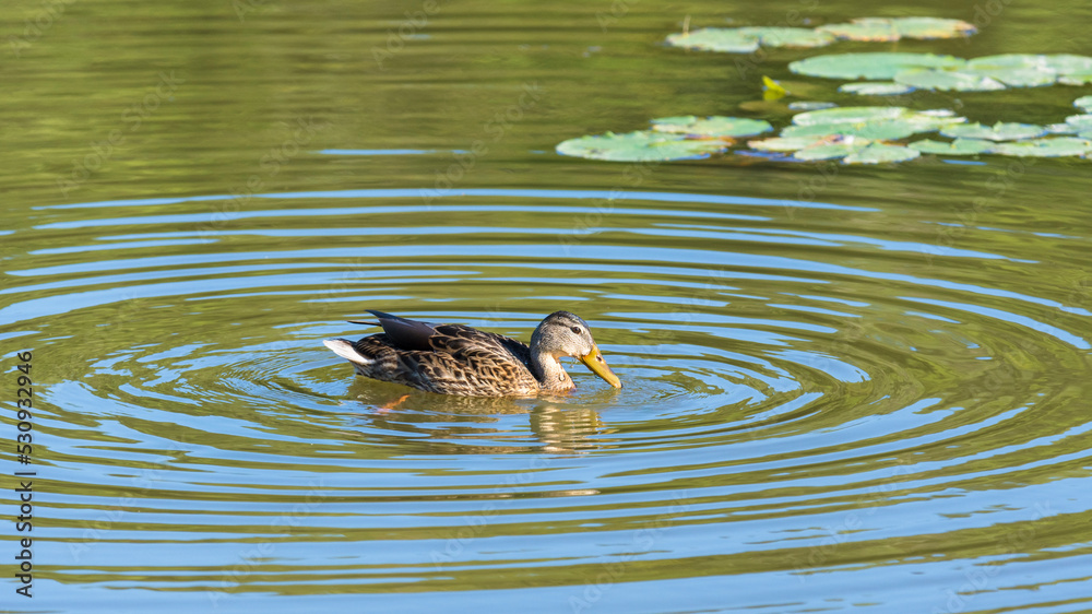 Mallard duck (Anas Platyrhynchos) in a pond with ripples in water
