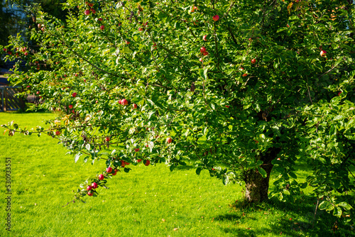 Apples on a tree in Norway summer circa 2022