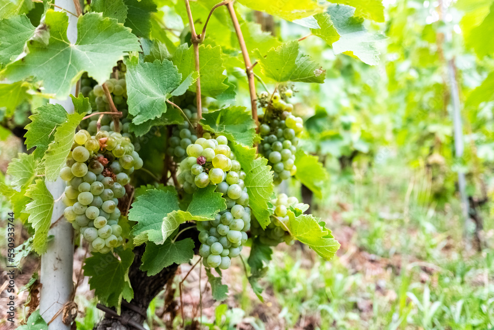 Vines with grapes ripening before the late summer harvest. Vines with grapes ripening before the late summer harvest.
