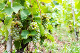 Vines with grapes ripening before the late summer harvest.