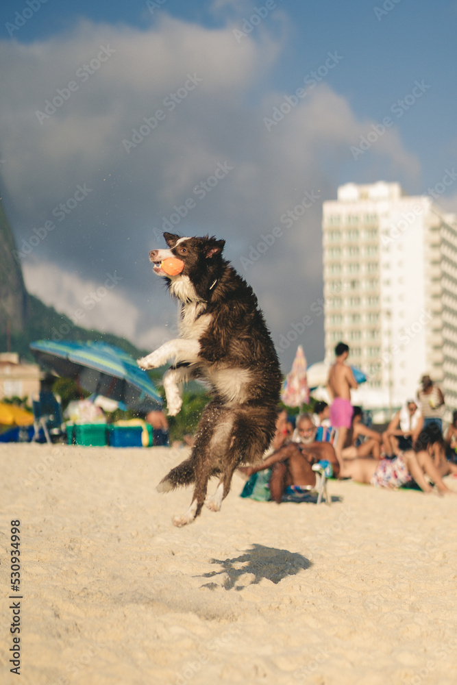 Naklejka premium Cachorro brincando
