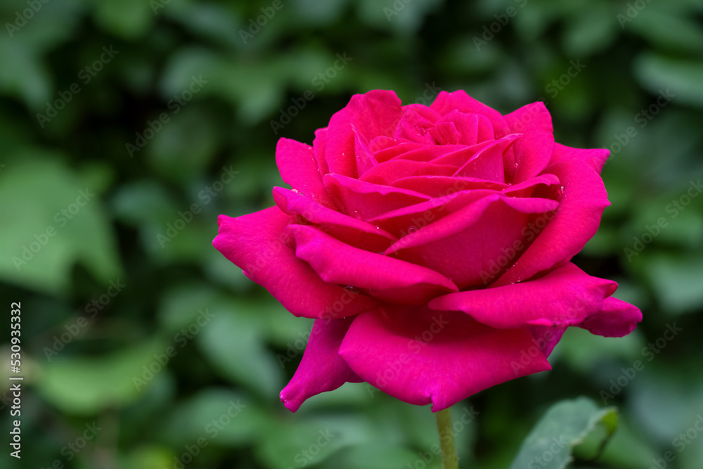Bush with beautiful blooming rose in garden on sunny day, closeup. Space for text Bush with beautiful blooming rose in garden on sunny day, closeup. Space for text