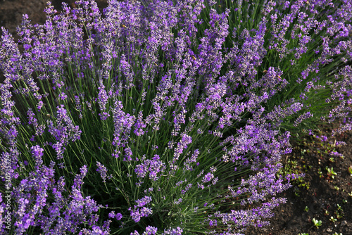 Beautiful blooming lavender plants growing in field, above view