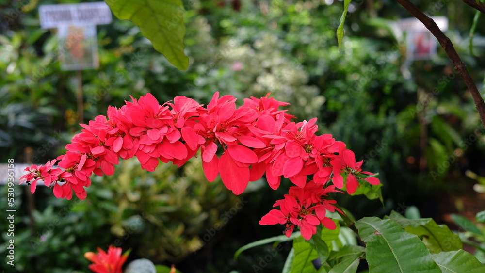 Warszewiczia coccinea or chaconia, wild poinsettia and pride of