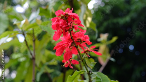 Warszewiczia coccinea or chaconia, wild poinsettia and pride of Trinidad and Tobago is a species of flowering plant in the family Rubiaceae. It is the national flower of Trinidad and Tobago.  photo