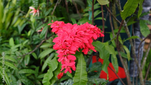 Warszewiczia coccinea or chaconia, wild poinsettia and pride of Trinidad and Tobago is a species of flowering plant in the family Rubiaceae. It is the national flower of Trinidad and Tobago.  photo