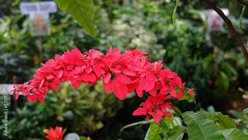 Warszewiczia coccinea or chaconia, wild poinsettia and pride of Trinidad and Tobago is a species of flowering plant in the family Rubiaceae. It is the national flower of Trinidad and Tobago. 