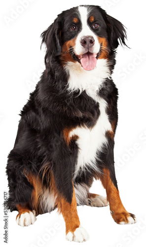 Fotografiet Bernese Mountain Dog Sitting - Extracted