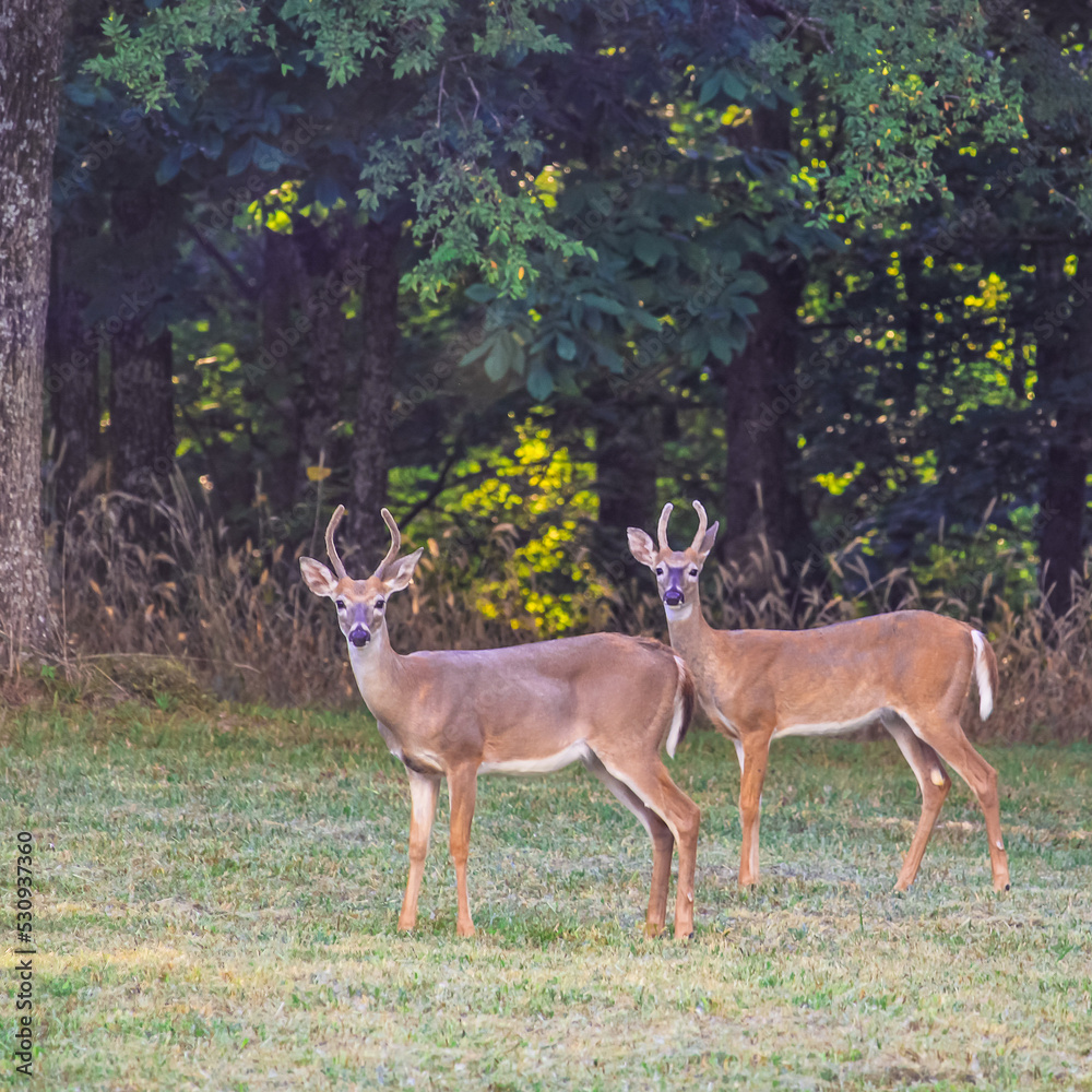 deer in the woods